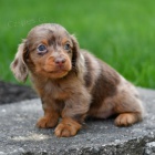 Prod�m zdrav�, o�kovan� a od�erven� �t��ata jezev��k�