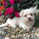 Prod�m malt�zsk� �t��ata.