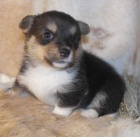 Prod�m mini �t��ata Welsh Corgi Pembroke.