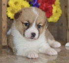 Prod�m mini mini �t��ata Welsh Corgi Pembroke.