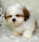 Prod�m �t��ata mini hra�ek SHIH TZU