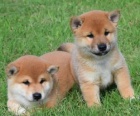 Prod�m �t��ata shiba inu