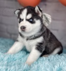 Prod�m rozko�n� sibi�sk� husky s kr�sn�ma modr�ma o�ima.
