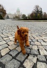 Cavapoo tata