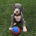 Prod�m o�kovan� a od�erven� �t��ata n�meck� dogy