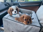 Cavalier King Charles ttka k bezplatn adopci.