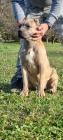 Cane Corso TOP �t��ata na prodej