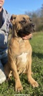 Cane Corso TOP �t��ata na prodej