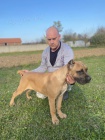 Cane Corso TOP �t��ata na prodej