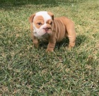  kr�sn� �t��ata anglick�ho buldoka  �t��ata