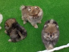 Kr�sn� �ajov� ��lek Pomeranian �t��ata k dispozici