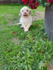 Goldendoodle �t��ata na prodej
