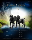 Cane Corso �t��ata