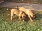 Belgick ovk malinois tata