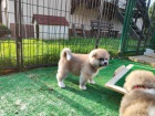 �t���tka Akita Inu s PP