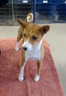 Roztomil ttka basenji