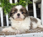 Prodm mini tata SHIH TZU