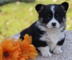 Prod�m �t��ata Pembroke Welsh Corgi.