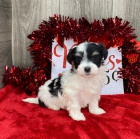 �t��ata havanese na prodej.