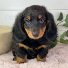 Prod�m �t��ata dlouhosrst�ch miniaturn�ch jezev��k�