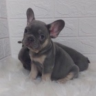 Exotick� Francouzsk� buldo�ek