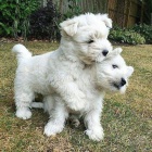 Prod�m �t��ata West Highland White Terriers MINI toy