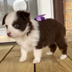 Prod�m �t��ata australsk�ho ov��ka