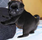 �ern� mops samec a fenka �t��ata k adopci.