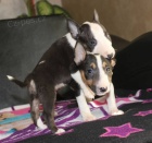 Mini bulteri�r �t��ata