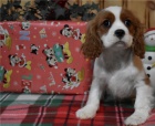 tata Cavalier king charles spanel