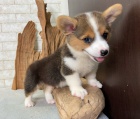 Prodm tata Welsh Pembroke Corgi.