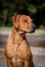 Rhodesk�  Ridgeback nab�dka na  kryt� chovn� pes  FCI 