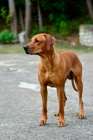 Rhodesk�  Ridgeback nab�dka na  kryt� chovn� pes  FCI 