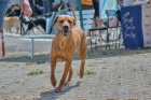 Rhodesk�  Ridgeback nab�dka na  kryt� chovn� pes  FCI 