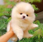 miniaturn� �t��ata pomeranian� na prodej.