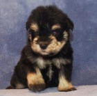 Prod�m �t��ata zdrav�ch mal�ch kn�ra��.