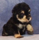 Prod�m �t��ata zdrav�ch mal�ch kn�ra��.