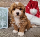 ڞasn� a zdrav� �t��ata Bi�onka Poo na prodej.