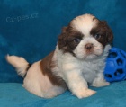 Prod�m hygienicky a soci�ln� vy�kolen� �t��ata SHIH TZU
