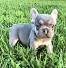 Prod�m ZDRAV� a O�KOVAN� �t��ata francouzsk�ho buldo�ka.