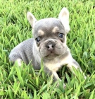 Prod�m ZDRAV� a O�KOVAN� �t��ata francouzsk�ho buldo�ka.