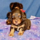 Dlouhosrst� o�kovan� a od�erven� �t��ata mini jezev��k� na prodej Z�skejte sv� hned.