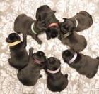 �t��ata francouzsk�ho buldo�ka k adopci