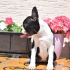 Bostonsk� teri�r �t��ata