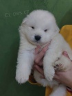 Samojed �t��ata