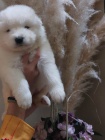 Samojed �t��ata