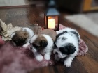 Shih Tzu �t��ata