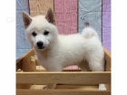 tata Shiba Inu k adopci.