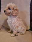 Goldendoodle �t��ata