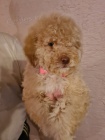 Labradoodle �t��ata